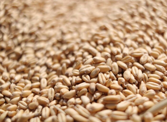 Wheat Grain