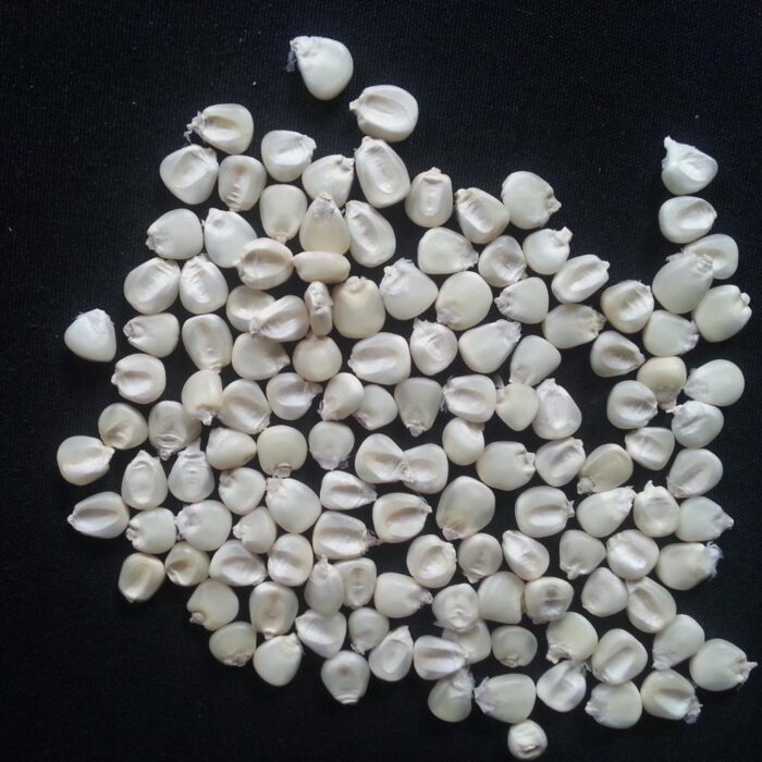 White & Yellow Maize