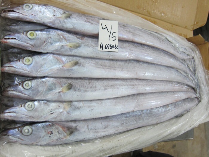 Frozen ribbon fish