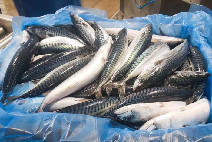 Frozen mackerel