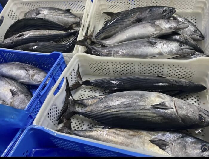 Frozen bonito