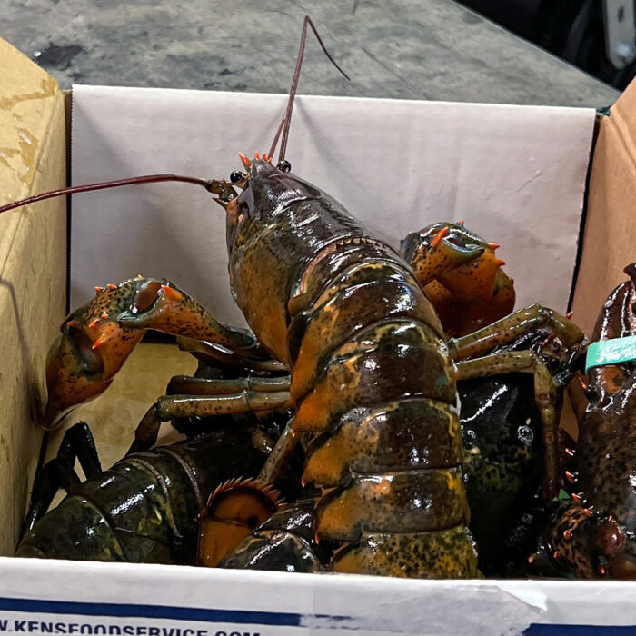 Fresh lobster