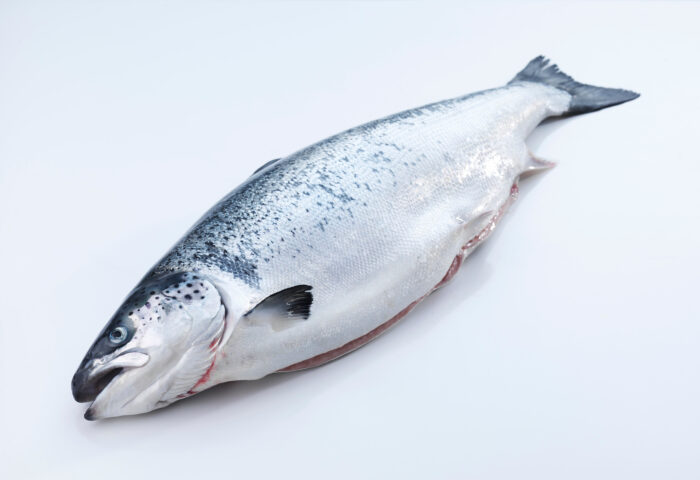 Frozen Salmon