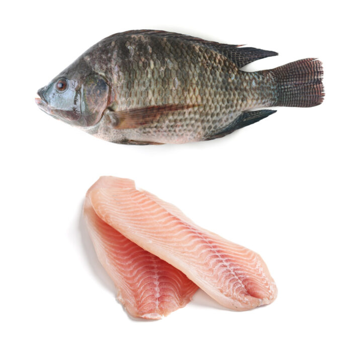 Frozen tilapia