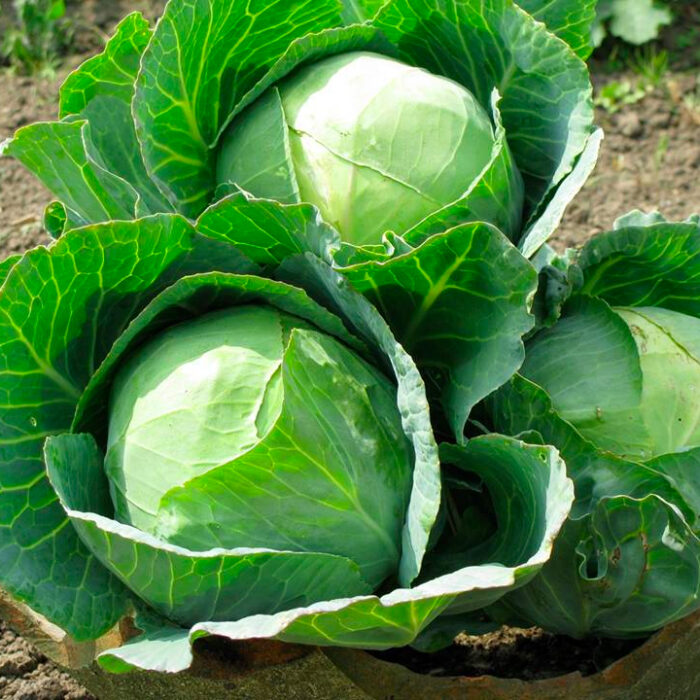 Fresh Cabbage