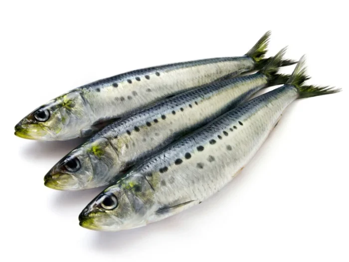 Frozen Sardines