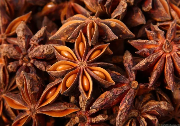 Star anise